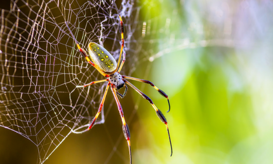 Study finds new way to spin spider silk fibres