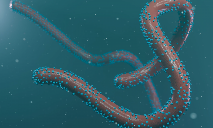 Ebola virus adjacent outbreak confirmed in Equatorial Guinea