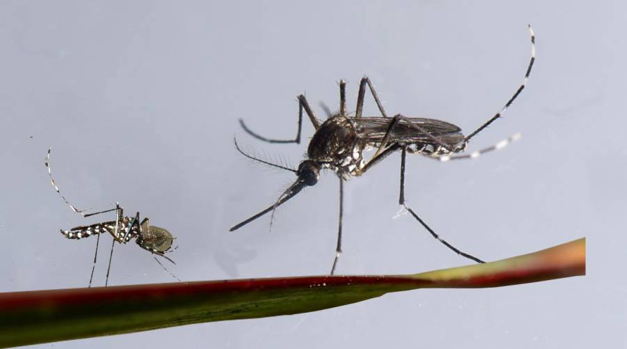 KP shows 97pc decline in dengue cases in 2023 