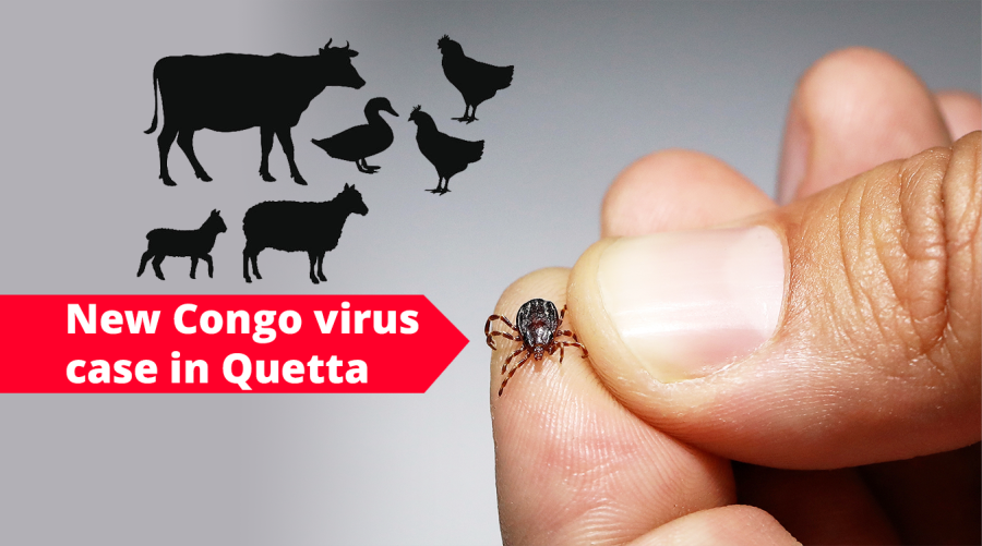 New Congo virus case in Quetta