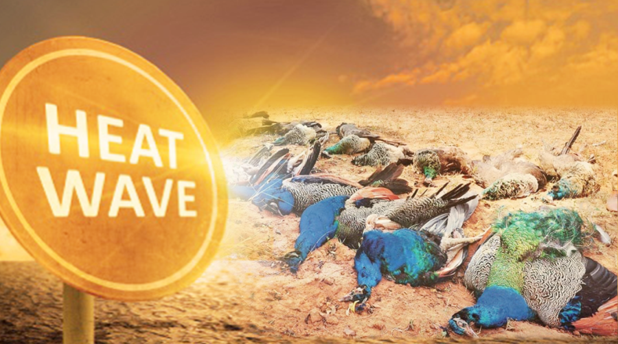 Heatwave kills 25 peacocks in Tharparkar