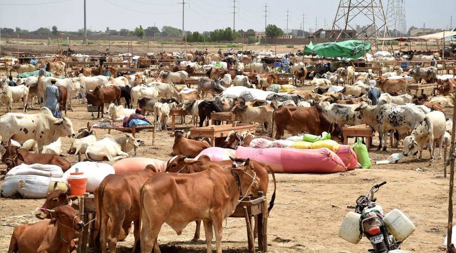 People interacting with livestock ahead of Eid ul-Adha under Congo virus advisory issued by NIH Pakistan.