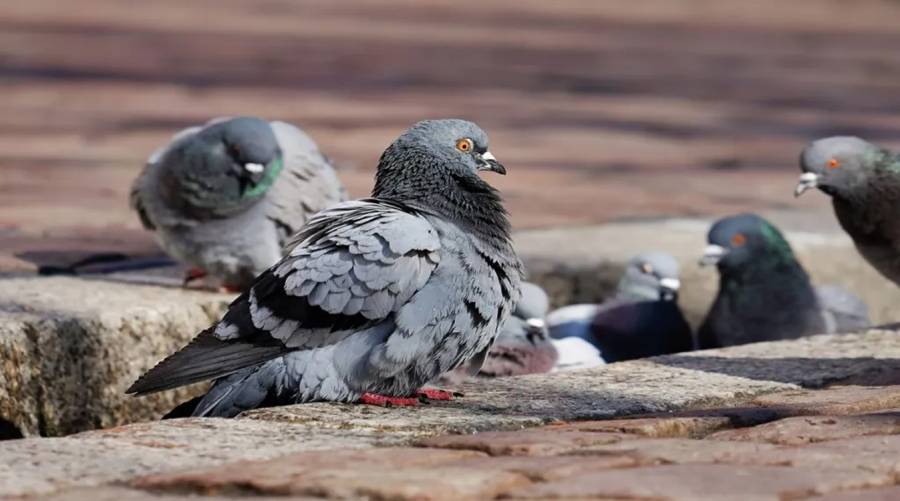 Group of pigeons sitting in an open area in Karachi