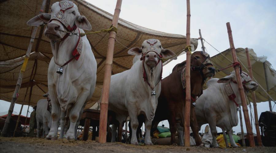 Sacrificial animals at a cattle market in Karachi before Eid-ul-Adha