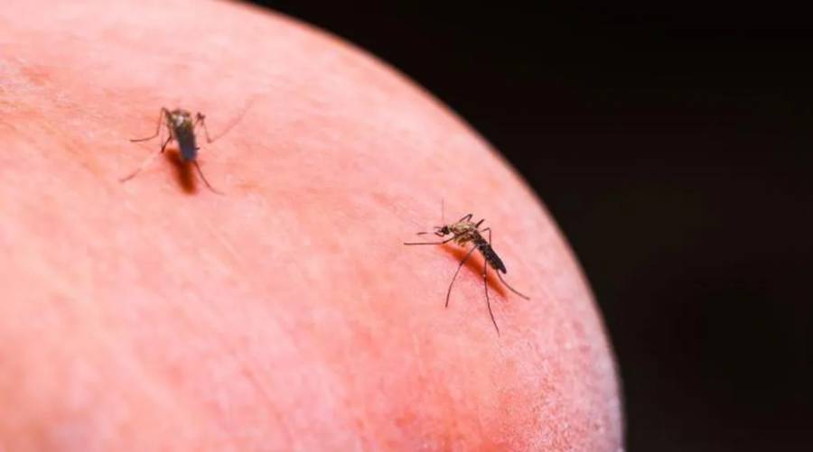 harvard researchers test anti-malaria drugs on bed nets to stop mosquitoes spreading malaria