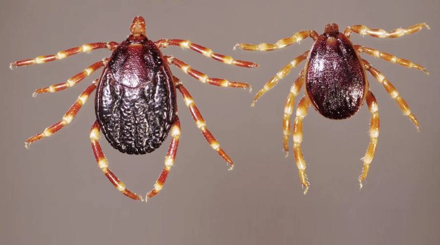illustrated image of Hyalomma tick that spreads Crimean-Congo haemorrhagic fever (CCHF)