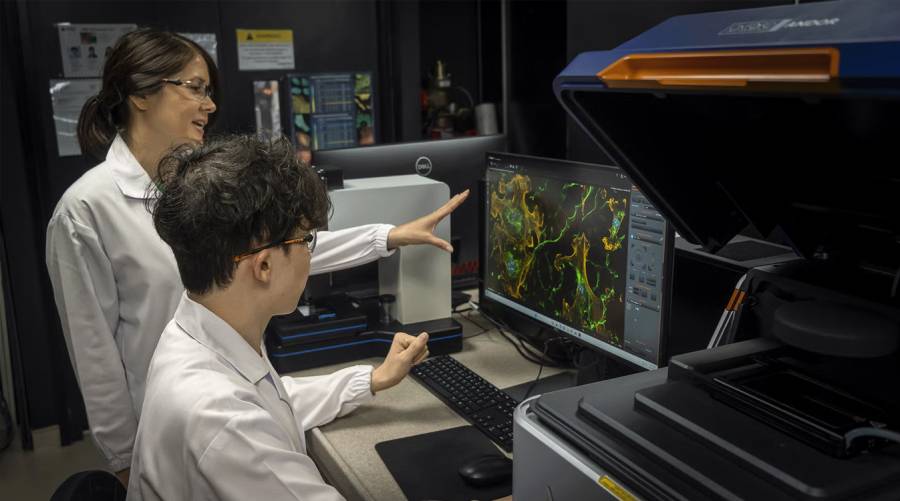 Asst Prof Jennifer Young (left) and PhD student Avery Rui Sun (right) image heart cells on DECIPHER scaffolds using a confocal microscope.