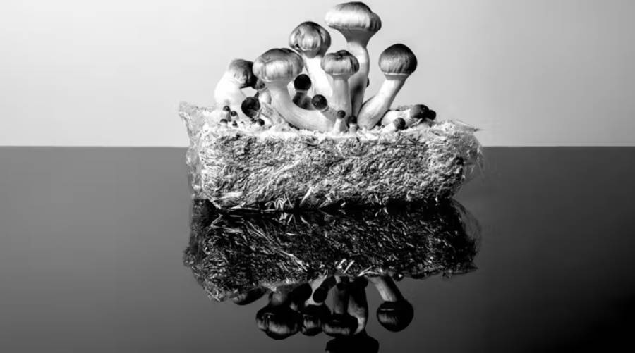 Psilocybin extends the lifespan of human cells and may offer protective effects against aging-related diseases, according to new research