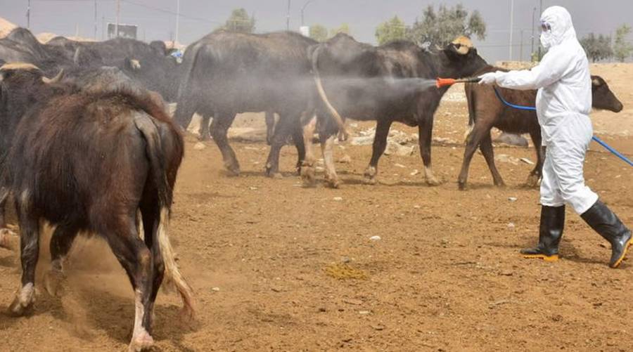 Health worker disinfecting cattle in Karachi to prevent Congo virus spread after Eid-ul-Azha