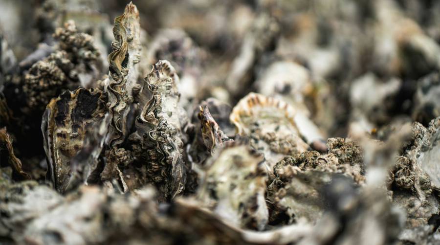 Pacific oysters affected by new mega RNA virus discovered during mass die-offs in Canada