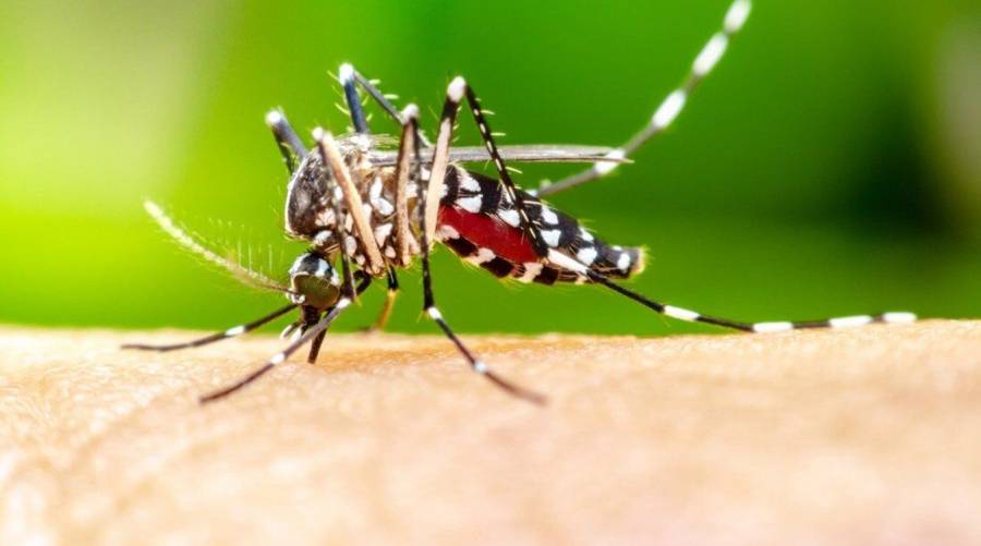 Asymptomatic malaria infection research reveals suppressed immune system in Plasmodium vivax carriers.