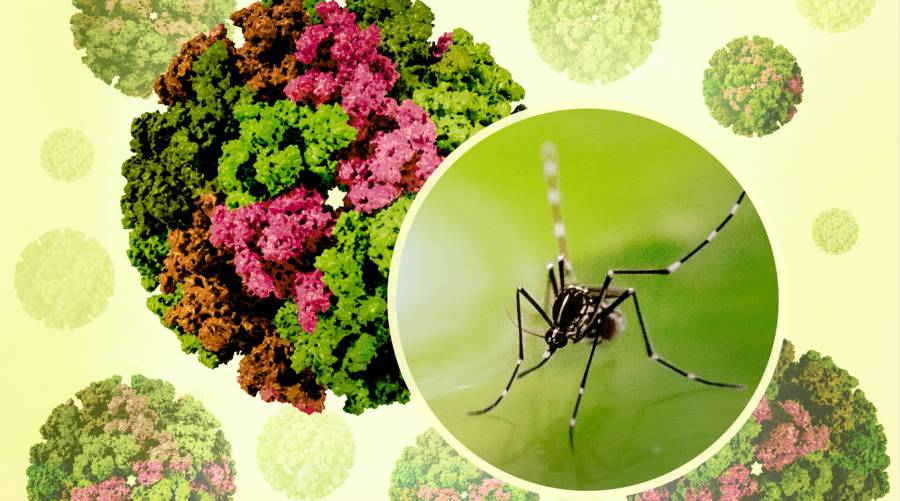 Machine-learning maps reveal India, Brazil and Indonesia as top hotspots for future chikungunya outbreaks and long-term disability.