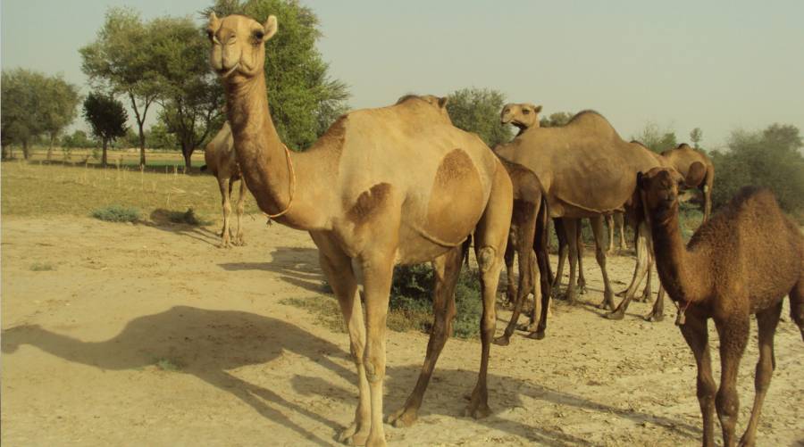 Livestock teams intensify surveillance and treatment after a camel disease outbreak in the Cholistan Desert.