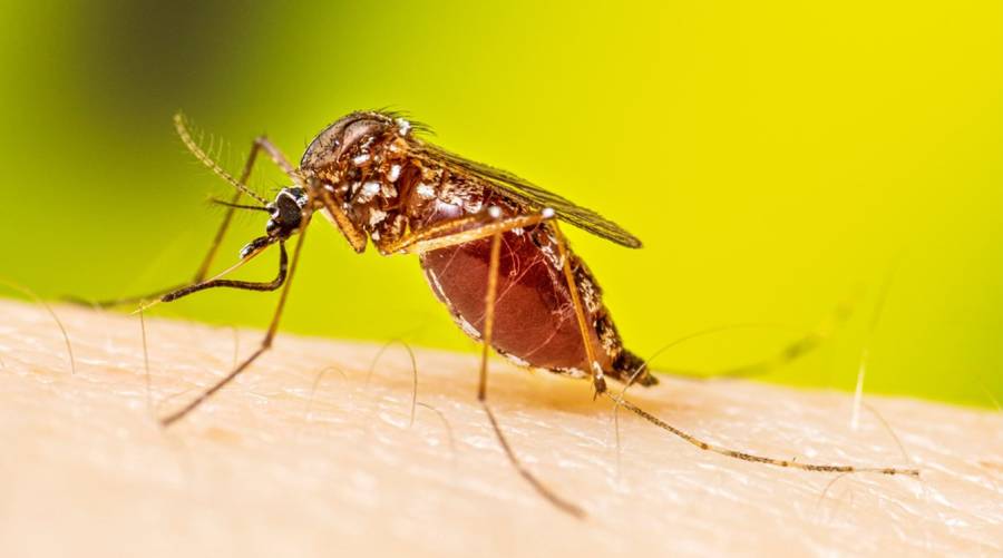 Mosquitoes: The most dangerous animals in the world?