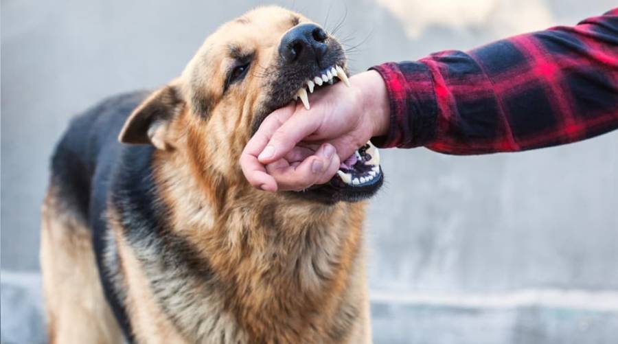 Surge in dog bite cases in Karachi with 850 incidents reported in the first five days of 2026, raising concerns over rabies.