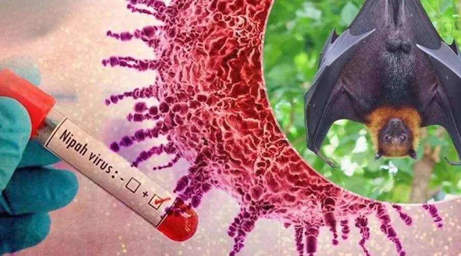 Nipah virus health alert in India ahead of ICC T20 World Cup.