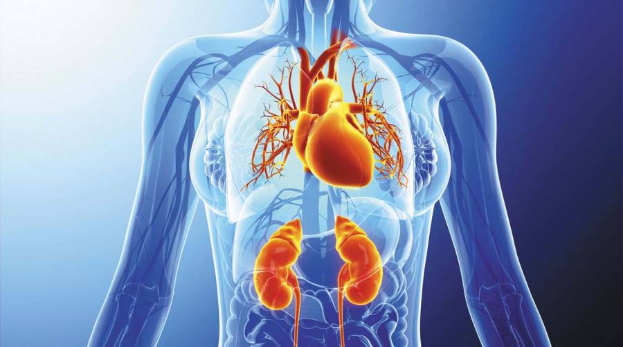 Illustration showing the connection between human kidneys and heart inside the body