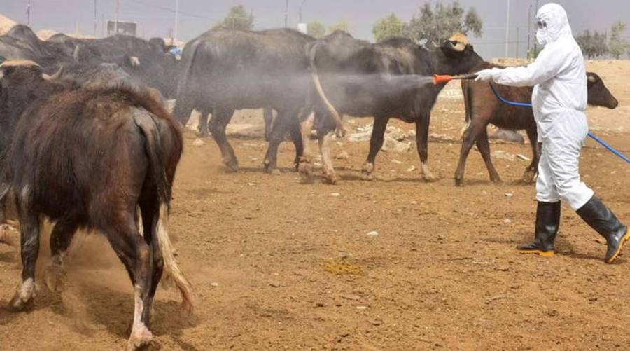 Karachi reports first Congo virus death as Eid-ul-Adha animal risks rise