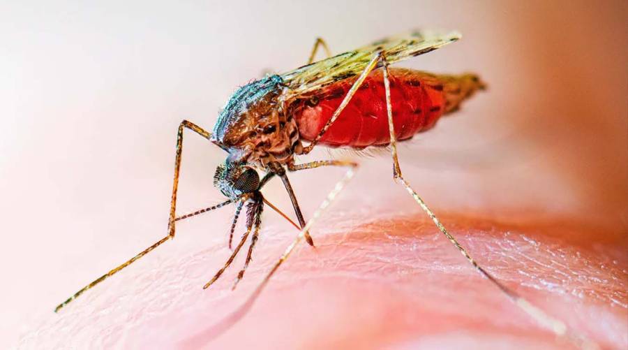 World Malaria Day 2026 global campaign highlighting progress, challenges, and renewed urgency in malaria elimination efforts