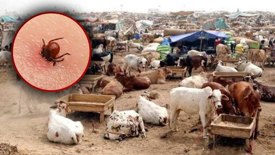 Public health seminar in Karachi highlights risks of zoonotic infections, food poisoning, and CCHF during Eid-ul-Adha celebrations.