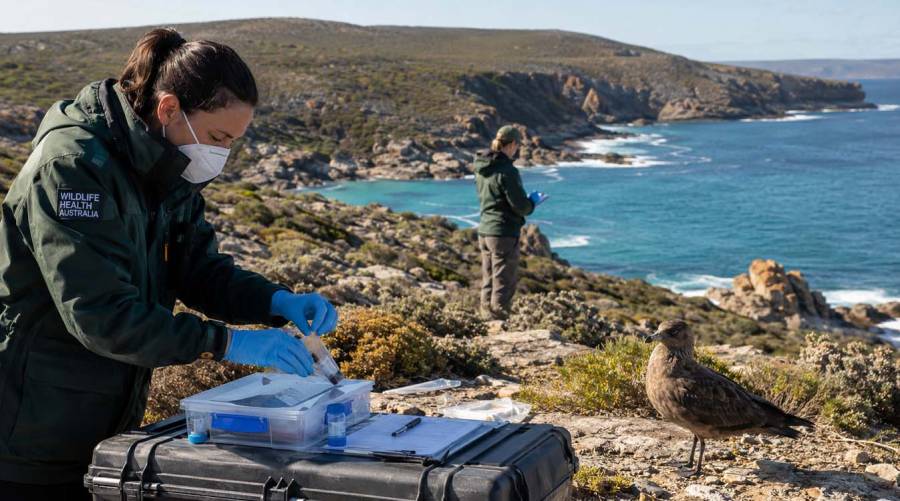 A migratory brown skua in Western Australia linked to Australia's first suspected mainland H5N1 bird flu detection.