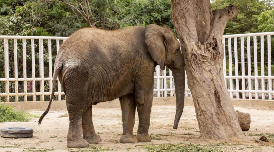 Madhubala African elephant at Karachi Safari Park amid a fresh health scare