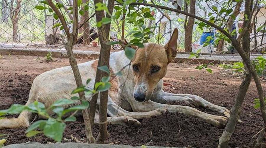 Stray dogs in Sindh amid rising dog-bite cases and rabies concerns in Pakistan