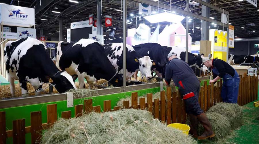 Cattle on a farm in Europe amid investigations into the first documented human infection with Shamonda virus in France.